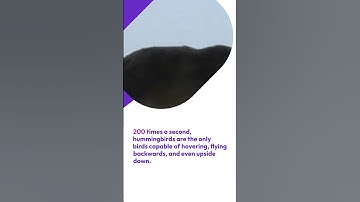 #038  The Hummingbird Study Method!