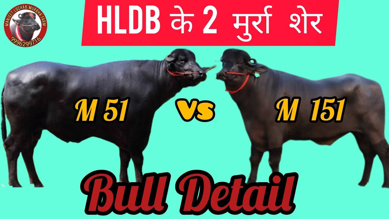 Hldb 👆M 51और M151✨️ bull कि जानकारी ओर मिल्क रिकॉर्ड 👉hldb hisar cirb का रिकॉर्ड @Manjeetlochabmurrhafarm