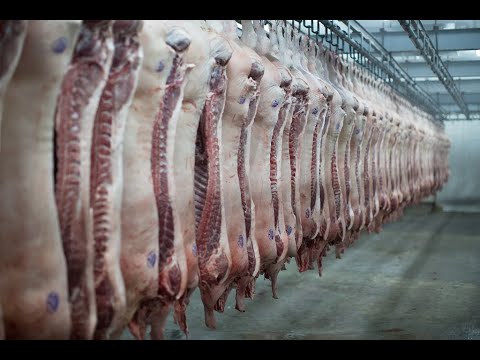 Vídeo: Entrevista Com Dan Honig Da Happy Valley Meat Company