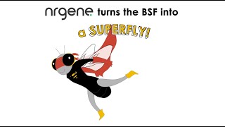 Nrgene - Black Soldier Fly Bsf