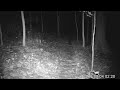 Bat Raccoons Fireflies on Trail cams