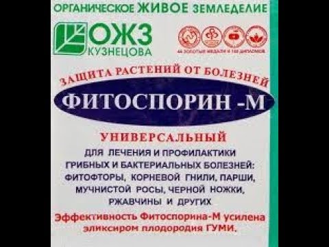 Фитоспорин для петуний