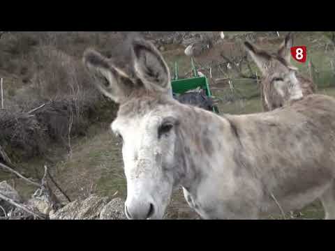 ÁVILA ES ASÍ DE NATURAL 31-01-19