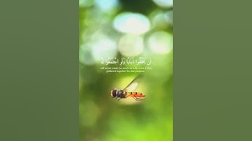 التلاوه التي يبحث عنها الجميع ياسر الدوسري #تلاوت_مطلوبه #كرومات_قران #quran