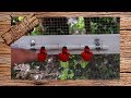 How to Build an Automatic Water System for Quail, Chickens, and Other Poultry
