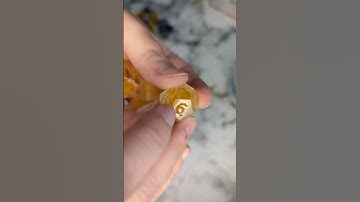 Mistakes were Made #dicemaker #dicemaking  #handmadedice #dicegoblin #resindice #dnddice #ttrpgdice