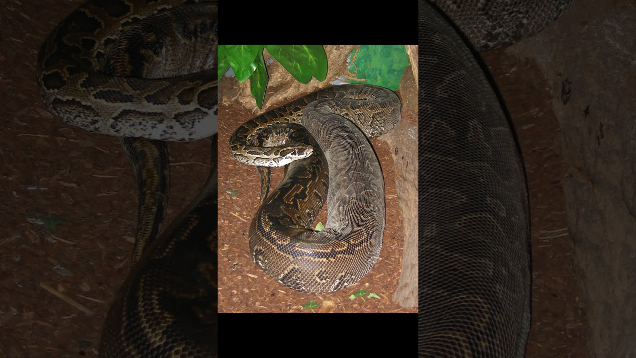 Discovery of the World’s Longest Snake Congo Snake. 