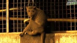 Monkeys | Funny Monkeys Stealing Things Compilation | Animals Life