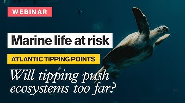 Marine ecosystem response to Atlantic Ocean tipping elements | Amber Boot | ClimTip Webinar