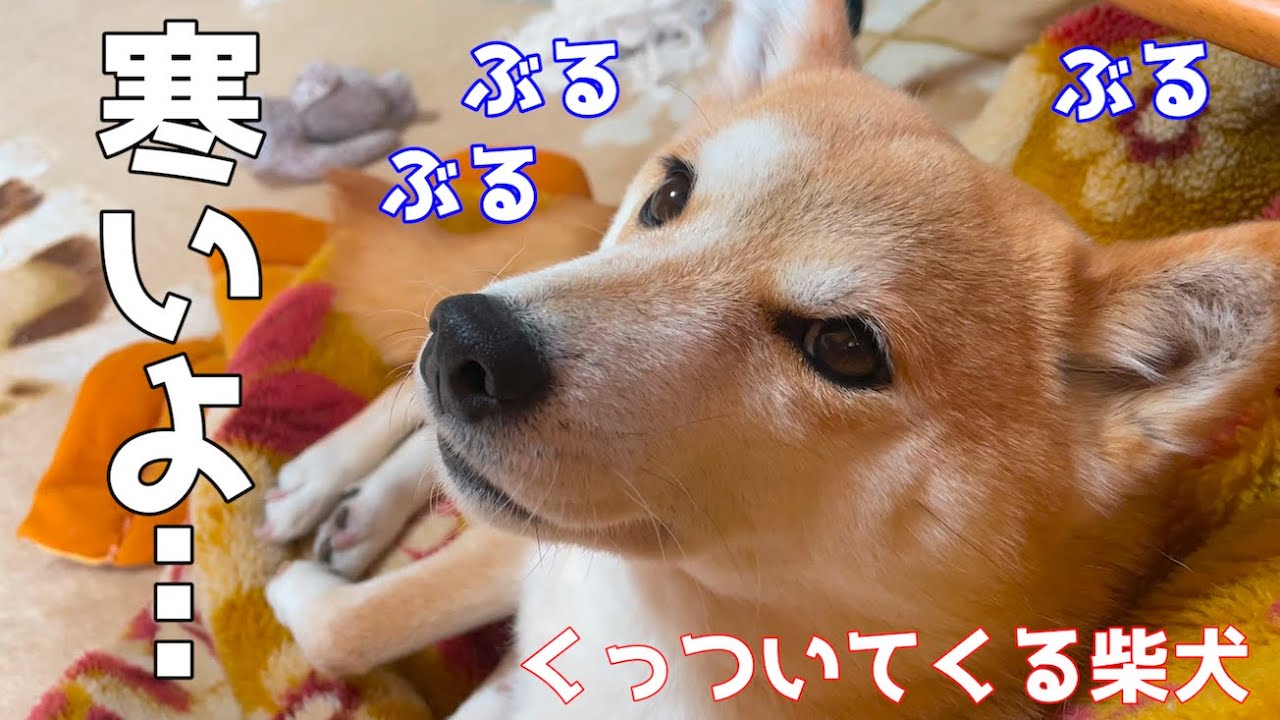 久々に夜から朝にかけて気温が低くなった日の柴犬 Youtube