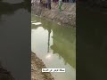 شاهد قبل الحذف سمكة قرش كبيرة تسبح فى ترعة فى احدى قرى مصر