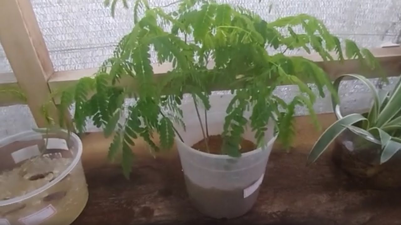 Gel de Plantio HIDROSILO GERM - FLAMBOYANT  -  Aprenda a germinar  sua semente e fazer mudas