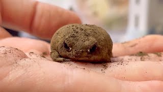 The frog that wants you to get in the water but never gets out of your hand is too cute.