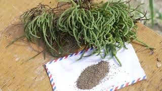 Introducing Marine Hydroponics With Halophilic Marine Agriculture