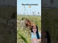 King Cobra Vs Monkey Nature S Deadliest Rivatry рџ Viralvideo Animals Treanding King Cobra Vs Monkey Nature S Deadliest Rivatry рџ Viralvideo Animals Treanding