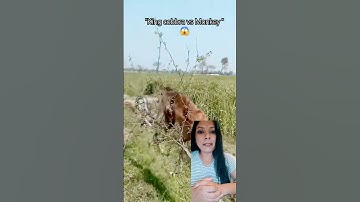 King cobra vs Monkey-Nature