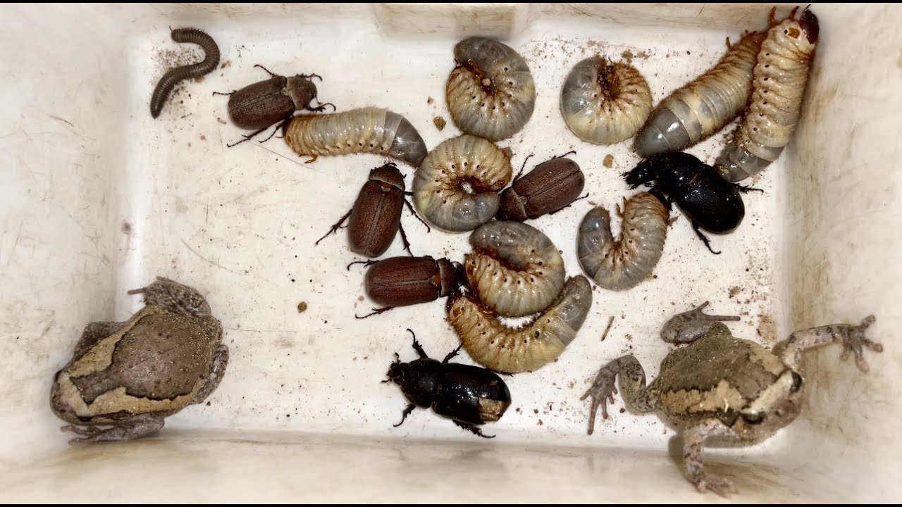 Rotten Insect Many Termites and Sweet Millipede in the Stump Rotten of Colony near ...