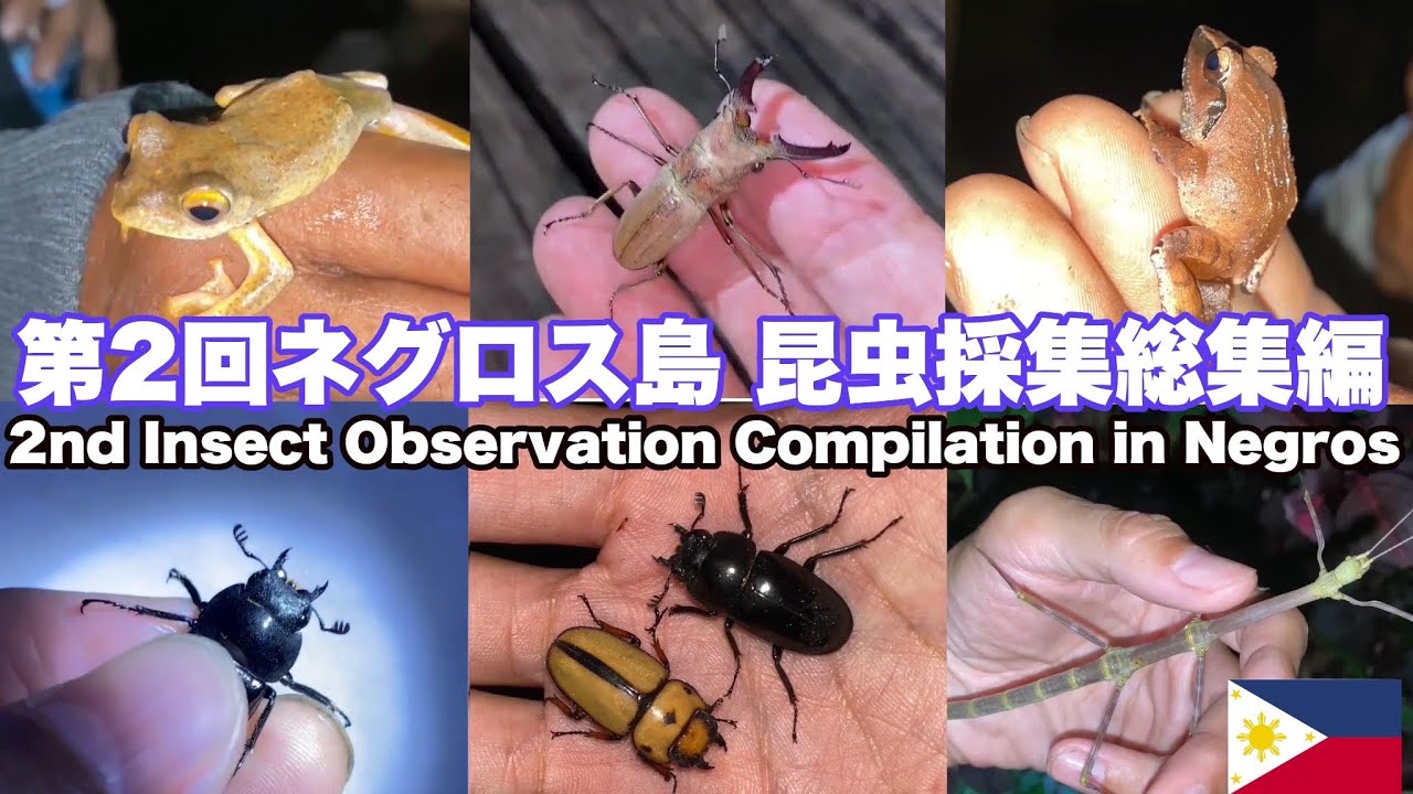第2回ネグロス島 昆虫採集総集編。Second, Insect Observation Compilation in Negros Philippines