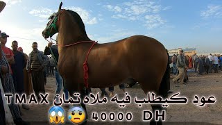 #سوق سطات بحلة جديدة اتمنة جميع الخيول ليكانت في السوق بصوت وصورة وشوفا احسن حولي دخل لسوق 