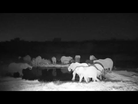 camera iphone 8 plus apk Djuma Elephant herd with small ones get drink at the pan - 17:56 - 06/15/19