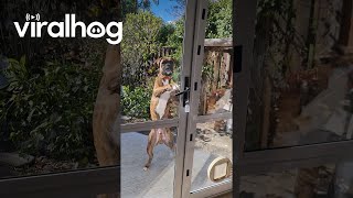 Clever Boxer Dog Opens Door || Viralhog