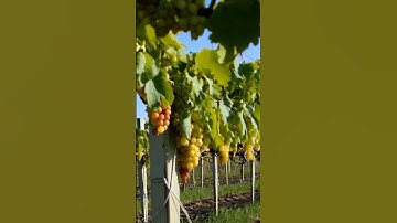 The Hidden Wonders of Grapes 44 #grapevine #wine #grapeharvest #fruit #grapegrowing #farming #grape