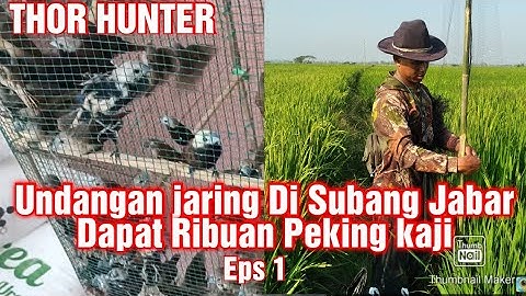 Undangan Jaring Hama Burung Emprit Di Subang Jabar Eps 1