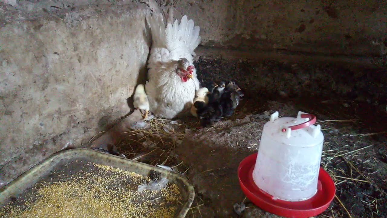 Балапандарға қандай жем береміз? 🐣🐥🐤