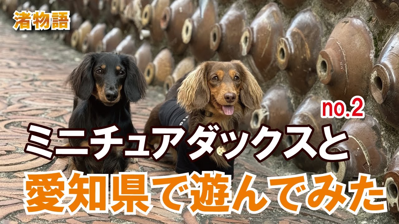 ミニチュアダックスと愛知県へ遊びに行ってみた no2 #ミニチュアダックスフンド #vlog  #ペット動画