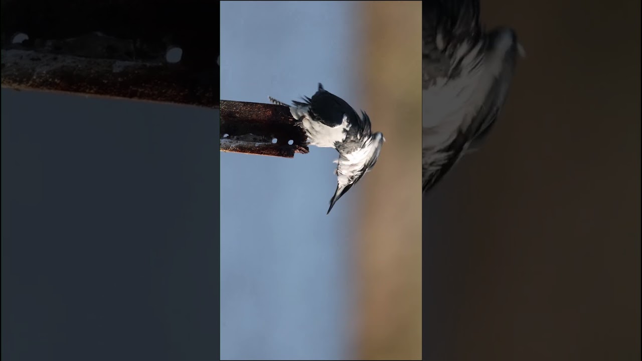 Через объектив моей камеры | Молчаливое обещание фотографа дикой природы 🌿📷