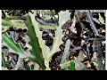 Euphorbia antiquorum