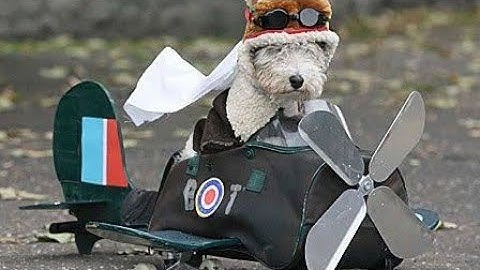 US Army trials augmented reality goggles for dogs