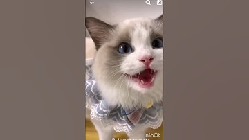 5 different cat noises and what they mean