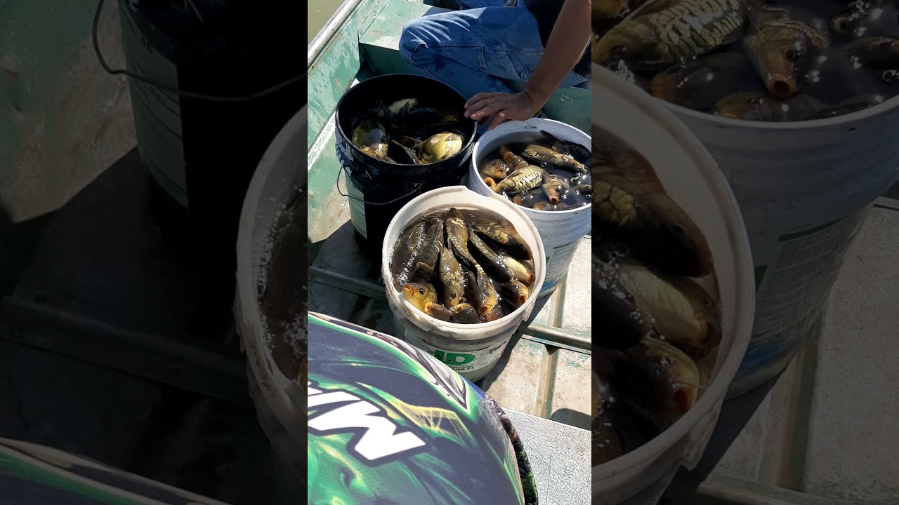 Siembra de MAS DE 100 carpas Israelitas PARTE 1