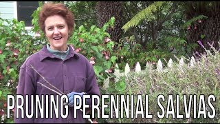 Pruning Perennial Salvias / Joy Us garden
