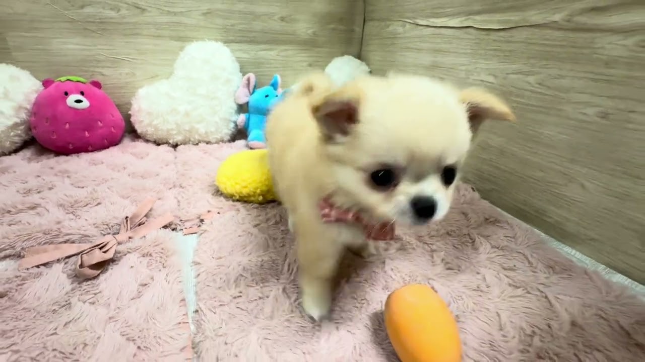 206655チワワ - YouTube