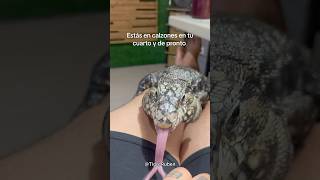 Estás En Calzones En Tu Cuarto Y De Pronto ..