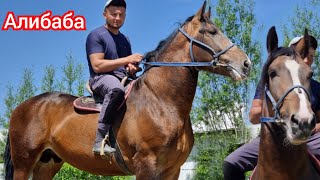 💥АЛИБАБА  Сатууга Пай пай  Атка Жетишкен Алат