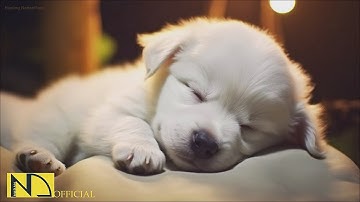 20 HOURS of Dog Calming Music🦮💖Dog Relax Music🐶🎵Anti Separation Anxiety Relief Music⭐ NadanMusic