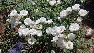 Miniature White Rose पध क लगन और इसक दखभल