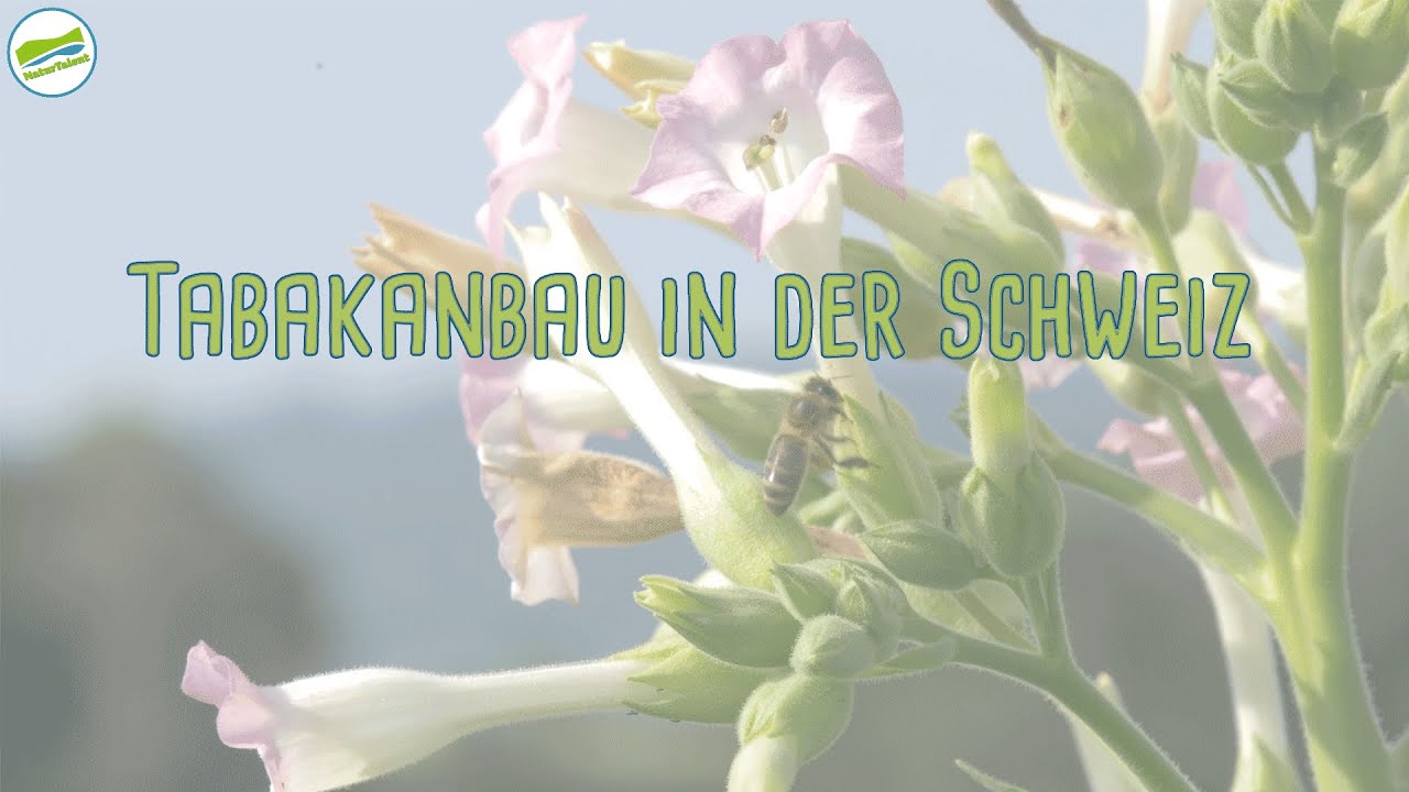 NaturTalent im Rausch: Tabakanbau in der Schweiz