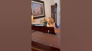 My dog learned how to play the piano!