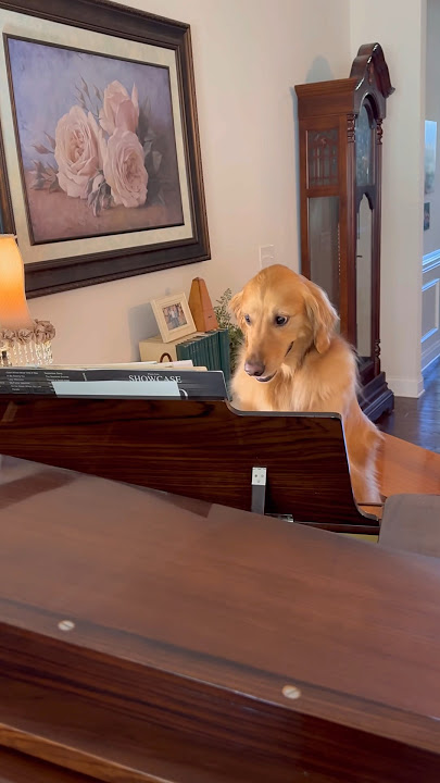 My dog learned how to play the piano!
