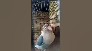 lb figter mancing emosi lawan..