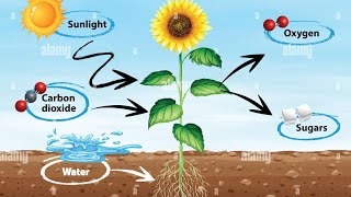 PHOTOSYNTHESIS PROCESS....MADE EASY🦠🌲 Effortless Learning With Photosynthesis Tools