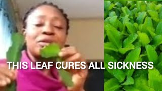 Miracle leaf health benefits and how to use it