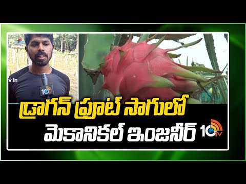 డ్రాగన్ ఫ్రూట్ సాగులో మెకానికల్ ఇంజనీర్  |Mechanical Engineer Doing Dragon Fruit Cultivation |10TV - 10TVNEWSTELUGU