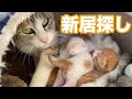 猫の出産子育て#6 ネネママ新居を探して家の中へ 先住猫とご対面