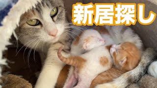 猫の出産子育て＃６　ネネママ新居を探して家の中へ　先住猫とご対面