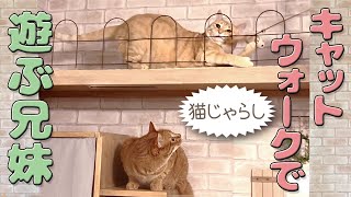 キャットウォークにいた猫の兄妹と猫じゃらしで遊んでみた by ミルダーズハウス 177 views 1 year ago 10 minutes, 36 seconds